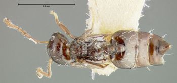 Media type: image; Entomology 20813   Aspect: habitus dorsal view